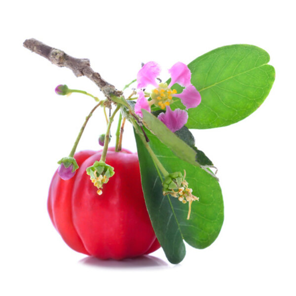 Acerola Pulver