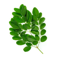 Moringa Blattschnitt